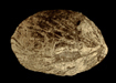 Pseudoatrypta